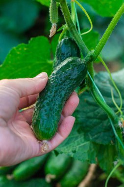Bir çiftçi elinde salatalık hasadı tutuyor. Seçici odaklanma. yiyecek.
