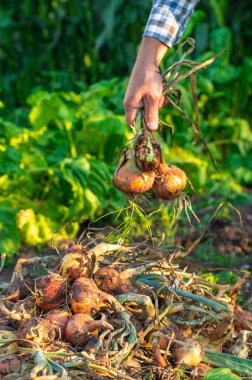 Bir çiftçi soğan hasat eder. Seçici odaklanma. bahçe.