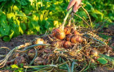 Bir çiftçi soğan hasat eder. Seçici odaklanma. bahçe.