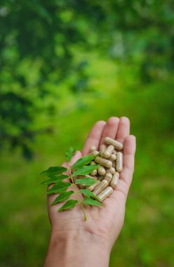 Moringa esaslı yağ ve takviyeler. Seçici odaklanma. Doğa.