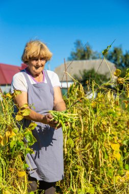Bahçesinde fasulye hasadı olan bir büyükanne. Seçici odaklanma. Yiyecek..
