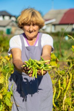 Bahçesinde fasulye hasadı olan bir büyükanne. Seçici odaklanma. Yiyecek..
