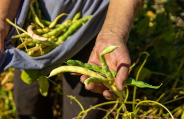 Bahçesinde fasulye hasadı olan bir büyükanne. Seçici odaklanma. Yiyecek..