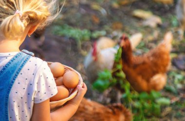 Çiftlikte yumurta tutan bir çocuk. Seçici odaklanma. Çocuk.