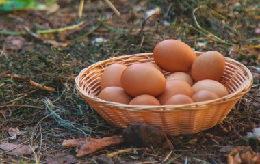 Çiftlikte yumurta tutan bir çocuk. Seçici odaklanma. Çocuk.