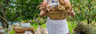 Şifalı bitkiler kadın alternatif tıp. Seçici odaklanma. Doğa.