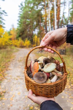 Elinde kötü mantarlar olan sepet. Seçici odaklanma. Doğa.