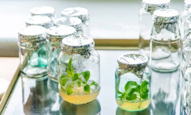 Bitkilerle dolu laboratuvar kavanozları. Seçici odaklanma. Doğa.