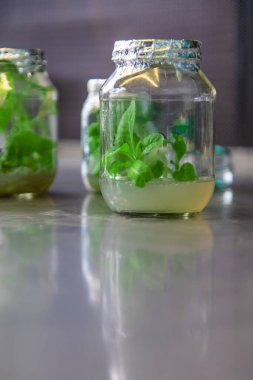 Bitkilerle dolu laboratuvar kavanozları. Seçici odaklanma. Doğa.