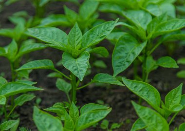 Pepper seedlings in a greenhouse. Selective focus. Nature.