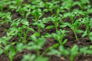Tomato seedlings in a greenhouse. Selective focus. Nature.