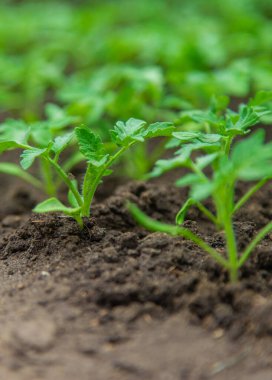Tomato seedlings in a greenhouse. Selective focus. Nature.