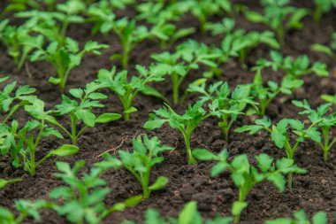 Tomato seedlings in a greenhouse. Selective focus. Nature.