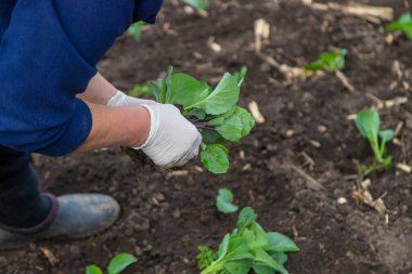 Bir kadın bahçeye lahana ekiyor. Seçici odaklanma. Doğa.