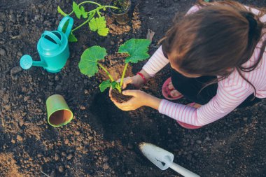 Çocuk bahçeye bir bitki ekiyor. Seçici odaklanma. Çocuk.