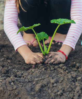 Çocuk bahçeye bir bitki ekiyor. Seçici odaklanma. Çocuk.