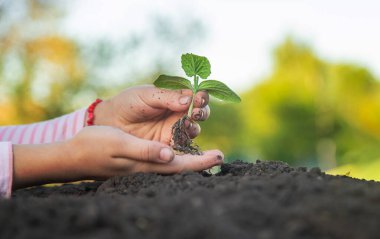 Çocuk bahçeye bir bitki ekiyor. Seçici odaklanma. Çocuk.