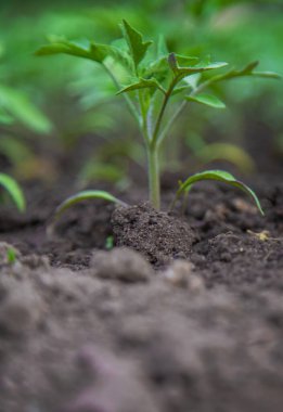 Tomato seedlings in a greenhouse. Selective focus. Nature.