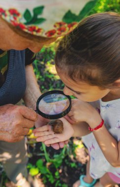 Çocuk ağaçtaki salyangozları inceliyor. Seçici odaklanma. Doğa.
