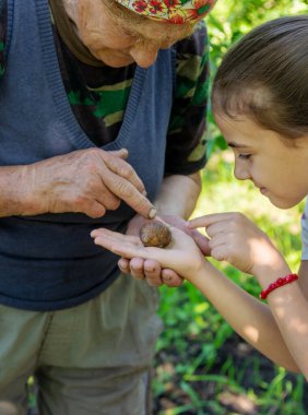 Çocuk ağaçtaki salyangozları inceliyor. Seçici odaklanma. Doğa.