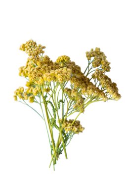 Beyaz arka planda çeşitli kurutulmuş otlar. Seçici odaklanma. Doğa.