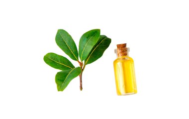 Şişedeki temel yağ. Seçici odaklanma. Doğa.