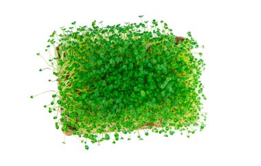 Beyaz arka planda mikroyeşiller. Seçici odaklanma. Doğa.