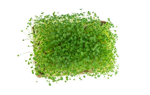 Beyaz arka planda mikroyeşiller. Seçici odaklanma. Doğa.