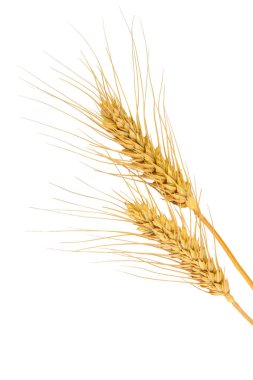 Buğday kulakları beyaz arka planda izole edilmiş. Seçici odaklanma. Yiyecek..