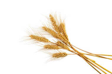 Buğday kulakları beyaz arka planda izole edilmiş. Seçici odaklanma. Yiyecek..