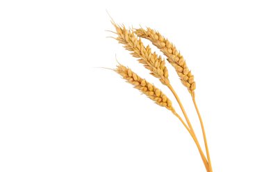 Buğday kulakları beyaz arka planda izole edilmiş. Seçici odaklanma. Yiyecek..