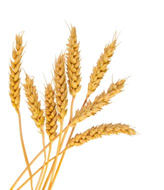 Buğday kulakları beyaz arka planda izole edilmiş. Seçici odaklanma. Yiyecek..