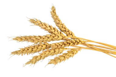 Buğday kulakları beyaz arka planda izole edilmiş. Seçici odaklanma. Yiyecek..