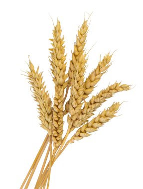 Buğday kulakları beyaz arka planda izole edilmiş. Seçici odaklanma. Yiyecek..