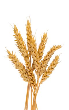 Buğday kulakları beyaz arka planda izole edilmiş. Seçici odaklanma. Yiyecek..