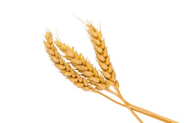 Buğday kulakları beyaz arka planda izole edilmiş. Seçici odaklanma. Yiyecek..
