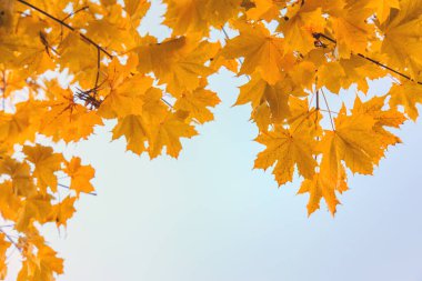 Sonbahar ağaçları gökyüzüne karşı yapraklar. Seçici odaklanma. Doğa.