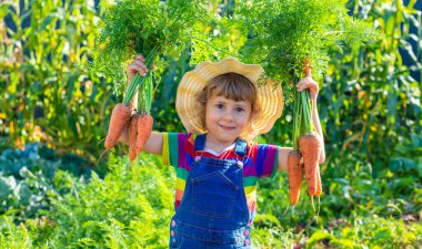 Bahçede havuç hasadı yapan bir çocuk. Seçici odaklanma. Çocuk.