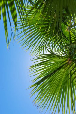 Güzel palmiye yaprakları arka plan. Seçici odaklanma. Doğa.