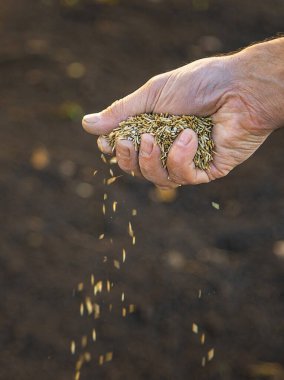 Erkek bahçıvan çim eker. Seçici odaklanma. Doğa.