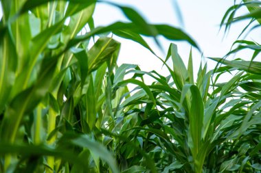 Tarlada mısır yetişiyor. Seçici odaklanma. Doğa.