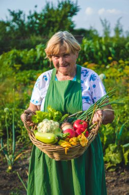Yaşlı bir kadın bahçede sebze topluyor. Seçici odaklanma. Yiyecek..