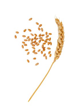 Beyaz arka planda buğday izole edilir. Seçici odaklanma. Doğa.