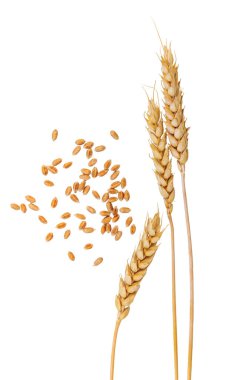 Beyaz arka planda buğday izole edilir. Seçici odaklanma. Doğa.