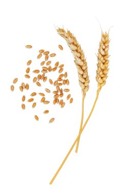 Beyaz arka planda buğday izole edilir. Seçici odaklanma. Doğa.