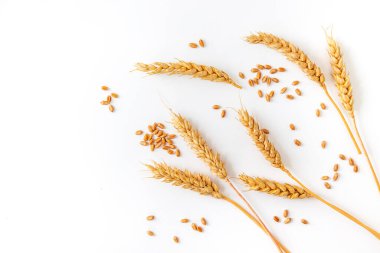 Beyaz arka planda buğday izole edilir. Seçici odaklanma. Doğa.