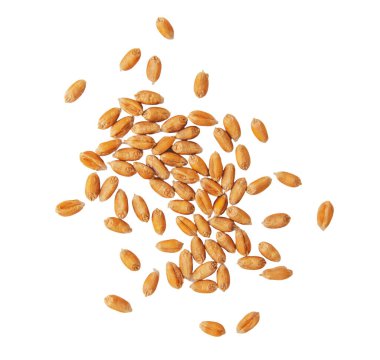 Beyaz arka planda buğday izole edilir. Seçici odaklanma. Doğa.