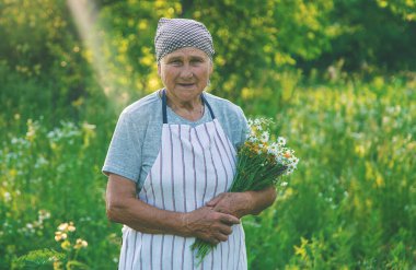 Yaşlı bir kadın şifalı bitkiler topluyor. Seçici odaklanma. Doğa.