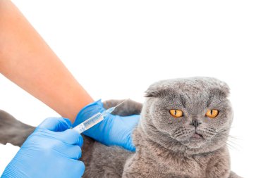 Kedilerin aşı. Veteriner ilaçları seçici odak. Hayvanlar