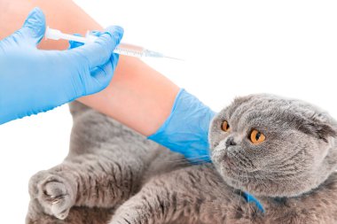 Kedilerin aşı. Veteriner ilaçları seçici odak. Hayvanlar